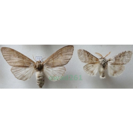 Calliteara pudibunda (Linnaeus, 1758) pair Szczotecznica szarawka Czech11l